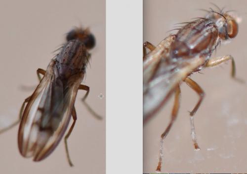 Réf. 270 283 : Opomyza germinationis